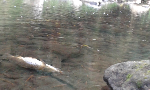 Qualcuno salvi il fiume Irminio. Appello delle associazioni sportive e ambientaliste