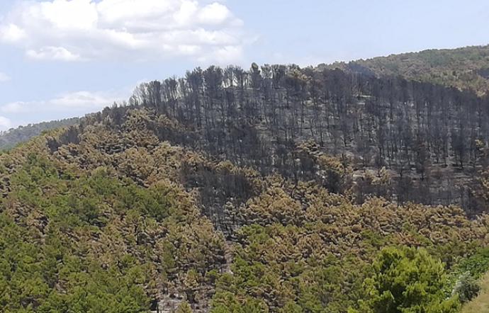 Rischio idrogeologico e vincoli di legge. La pineta di Chiaramonte urge interventi