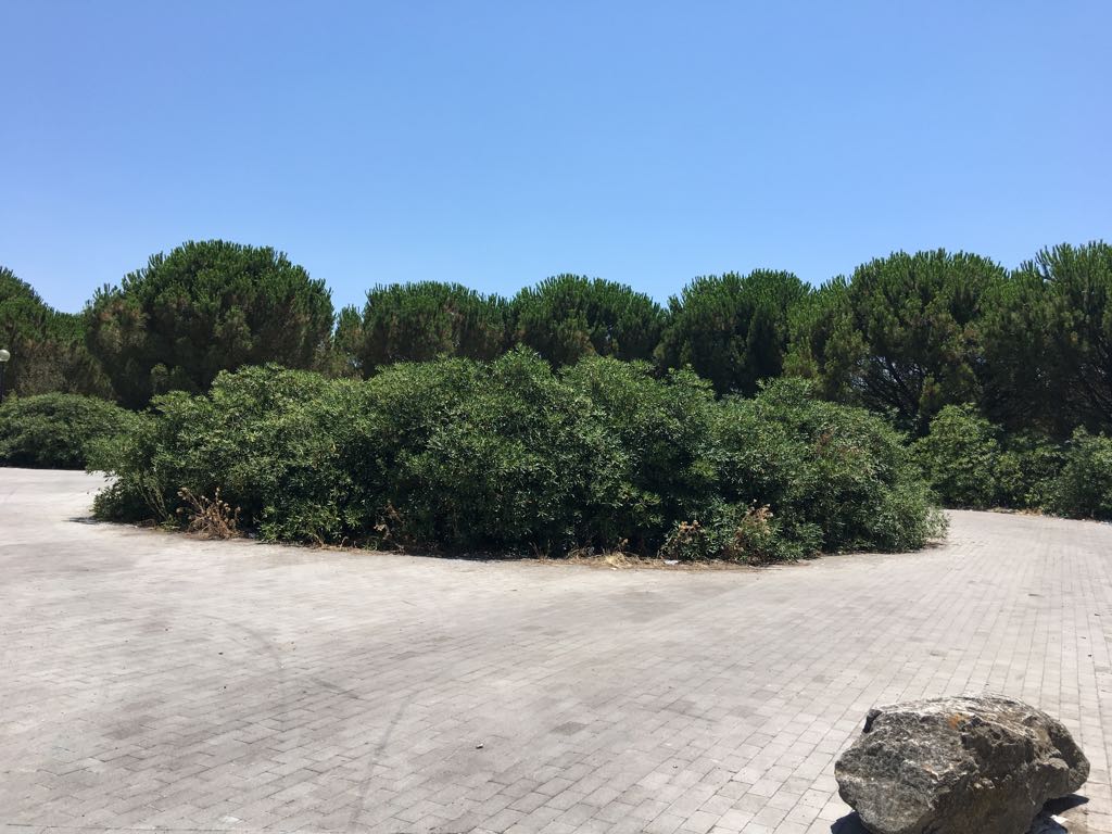 Le siepi “giganti” nell’area verde di via Stoppa a Bruscè. Morando chiede interventi