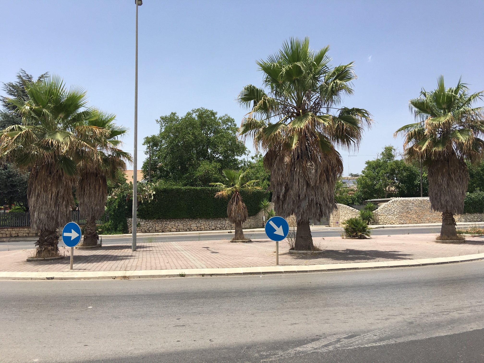 Incuria delle palme a Ragusa