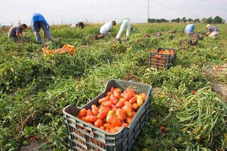 La provincia di Ragusa è quella del lavoro in nero. La denuncia della Flai Cgil