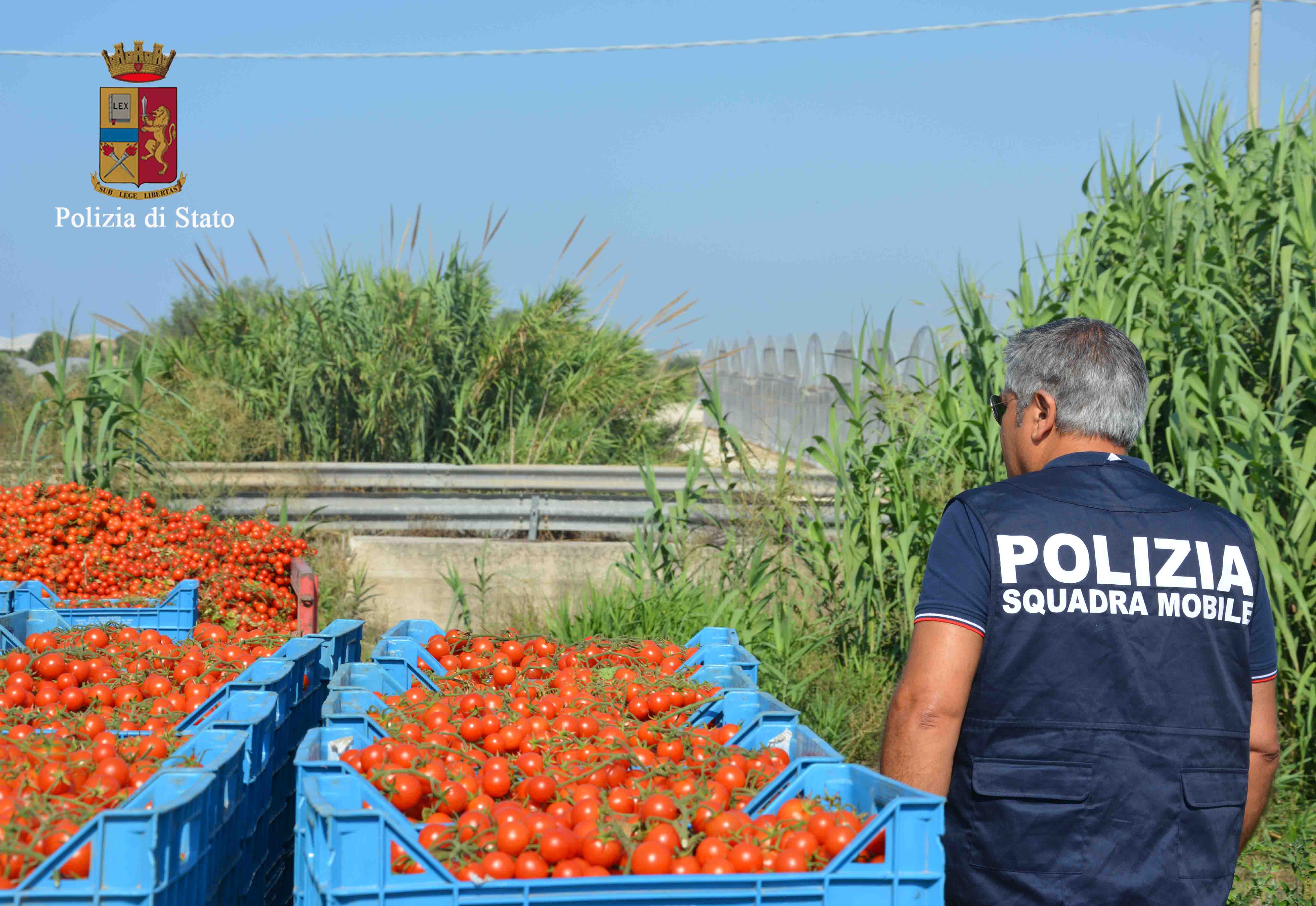L’agricoltura e gli sfruttati: caporalato, 3 arresti e 9 denunce. VIDEO