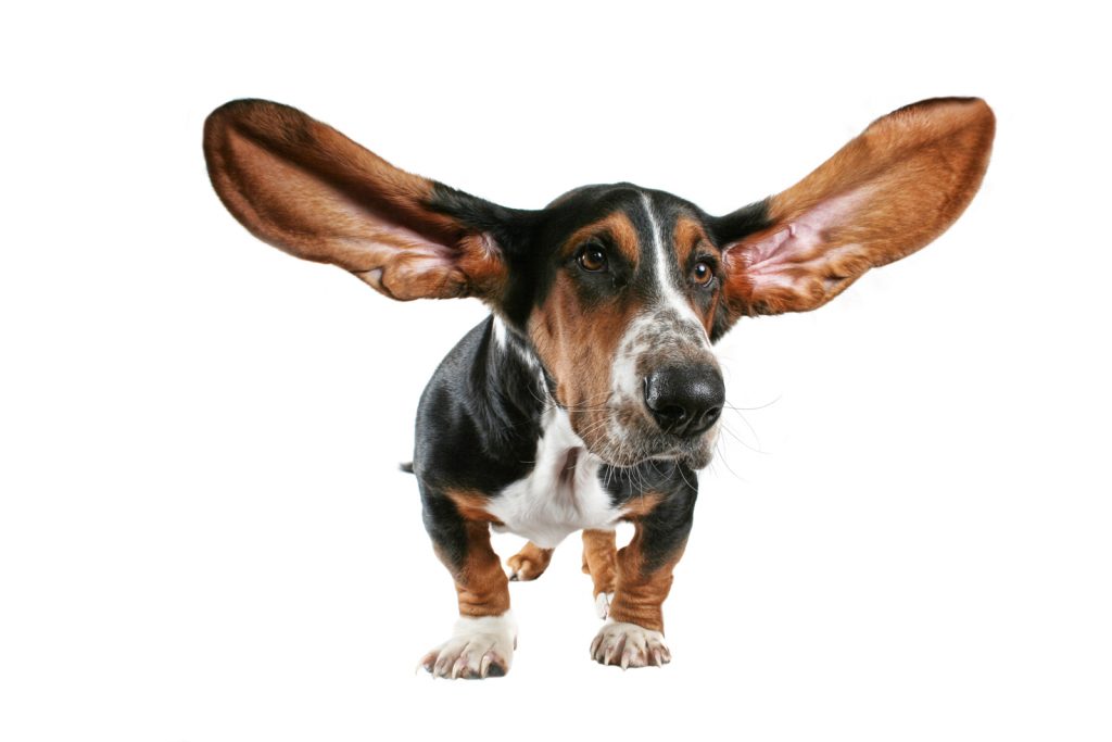 MI FIDO Orecchie… da mercanti ?!