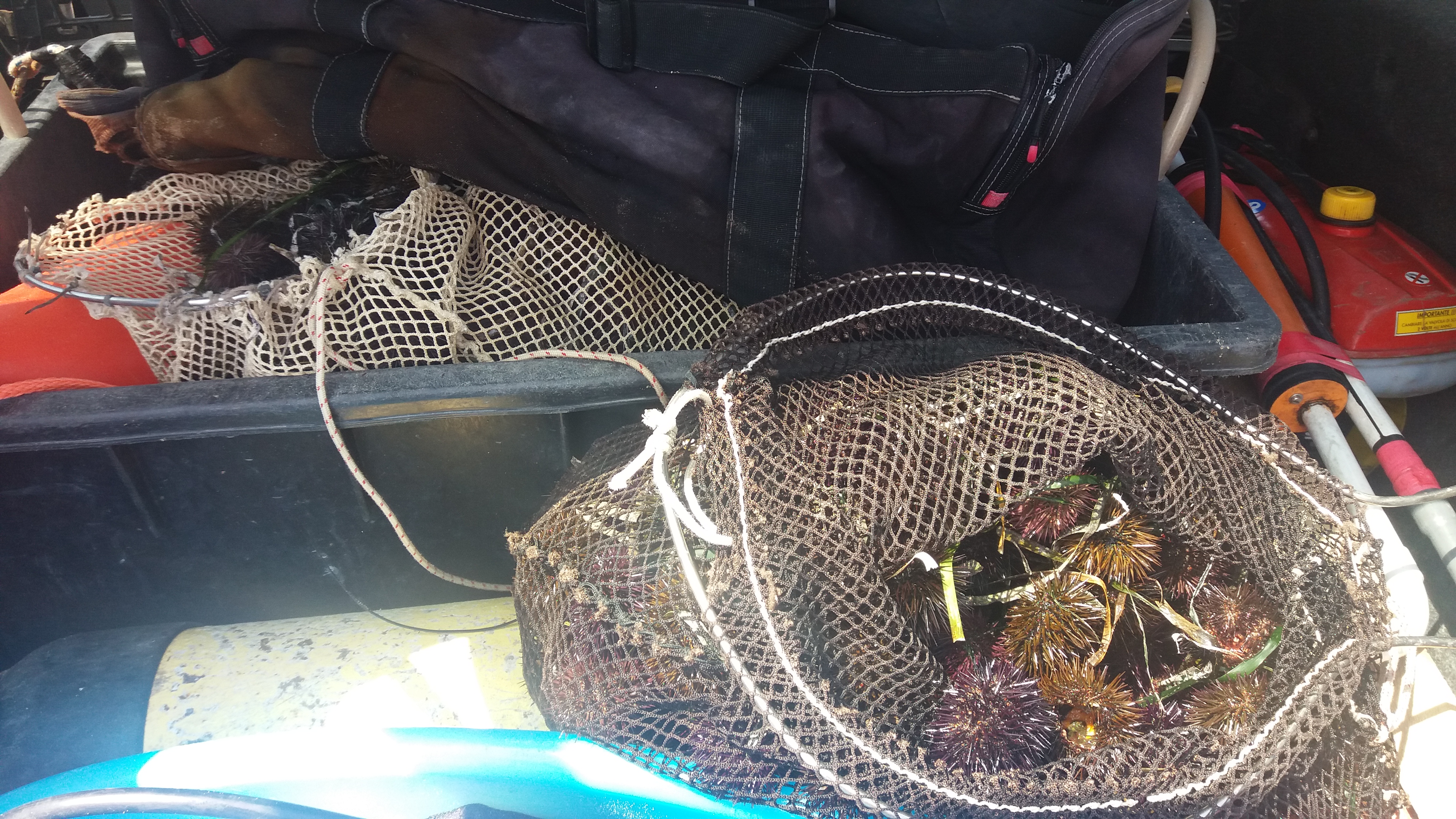 4000 euro di multa ad un pescatore che pescava ricci. Beccato dalla Capitaneria di Porto a Punta Secca