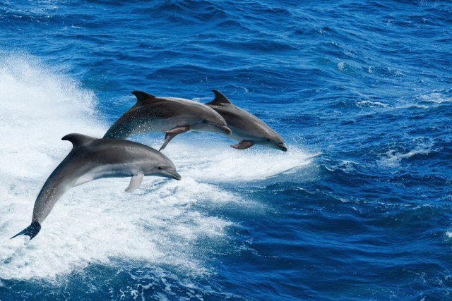 La danza dei delfini al largo di Pozzallo. VIDEO
