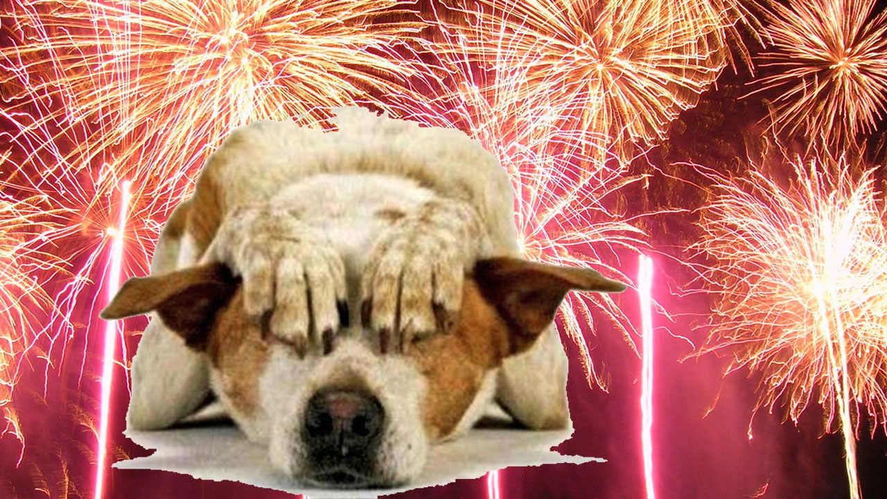 MI FIDO I fuochi d’artificio di Ferragosto terrorizzano gli animali