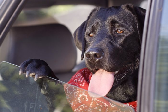 Fa caldo… anche per Fido. Consigli utili