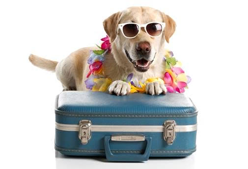 Cani e vacanze. Ecco i consigli pratici