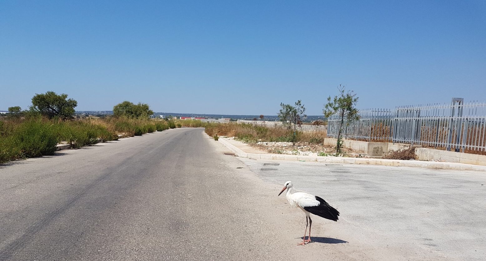 Una cicogna avvistata a Modica nella zona industriale.