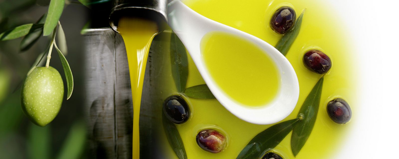 Settore olivicolo: a Chiaramonte Gulfi il workshop del progetto Aristoil