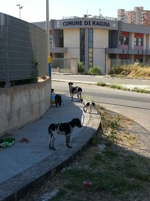 Emergenza randagi alla zona artigianale di Ragusa, l’appello di Cna