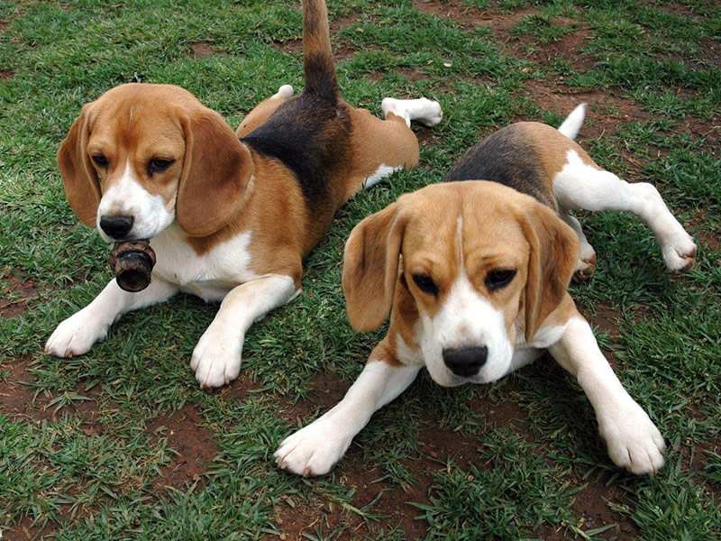Furto di Beagle in c.da Catanzarello a Modica
