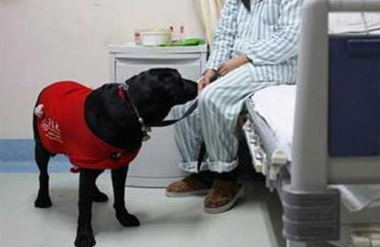 MI FIDO | Ingresso dei Pets negli ospedali. Ecco come fare con la certificazione