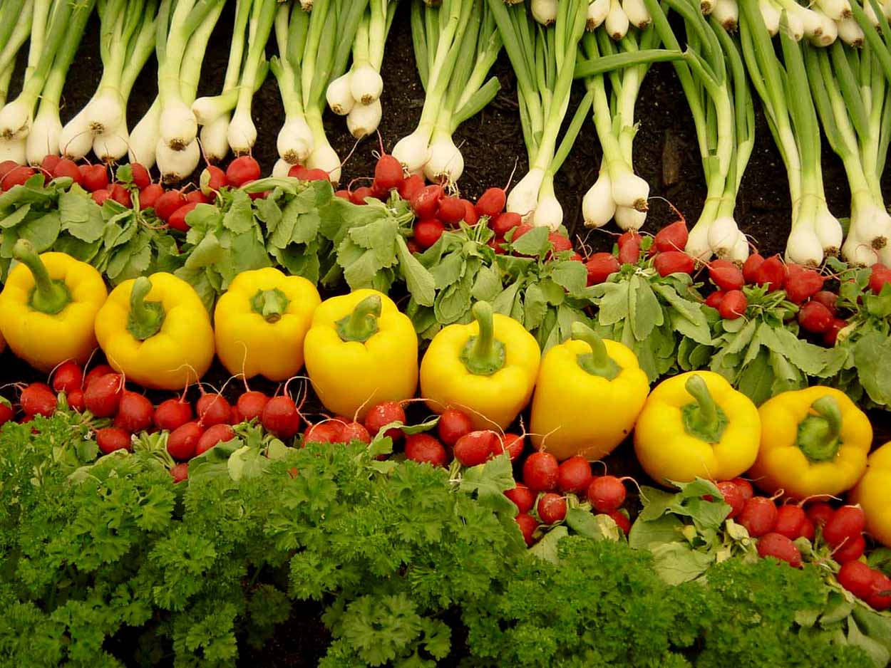Agricoltura sociale in psichiatrica: un orto urbano a Modica. Ecco il progetto