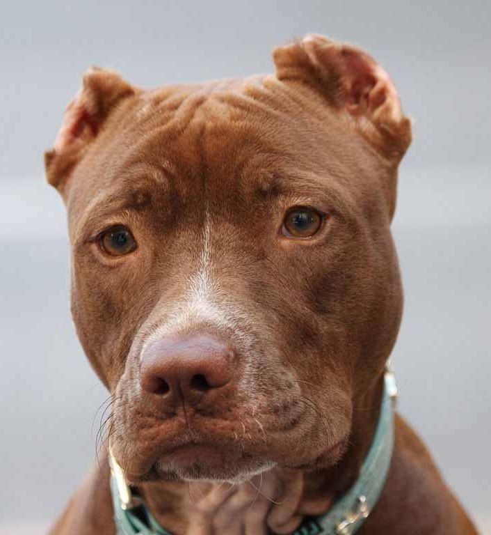 MI FIDO | Orecchie tagliate ai cani, inchieste in corso