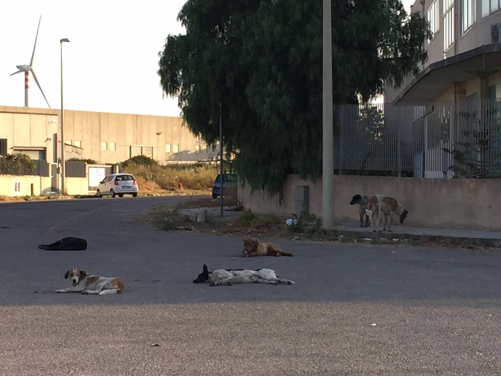 Cani e gatti non più invisibili: a Ragusa una rete virtuosa per salvarli