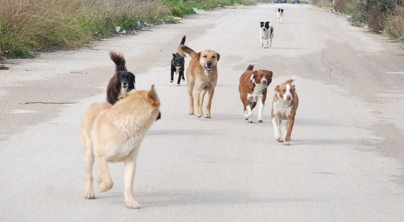 Arriva l’accalappiacani! Avviata la cattura dei randagi alla zona artigianale di Ragusa