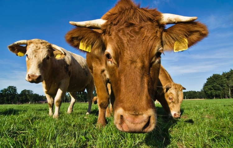 Zootecnia, risolto il problema dello smaltimento delle carcasse