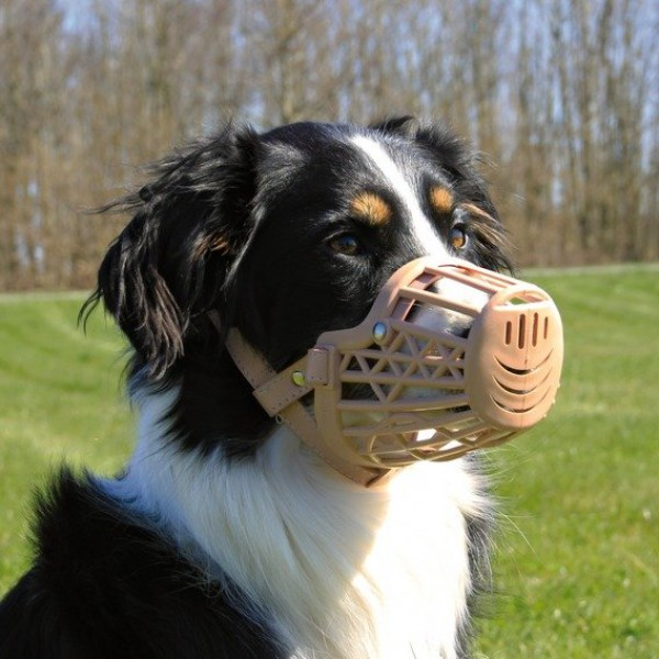 MI FIDO: La tragedia di Flero: la vera causa delle aggressioni canine