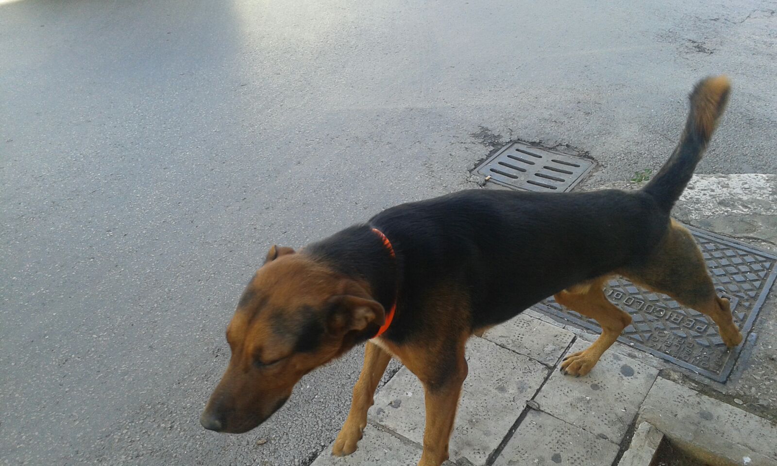 A Vittoria alcuni cani randagi nuovamente liberi. L’assessore tranquillizza