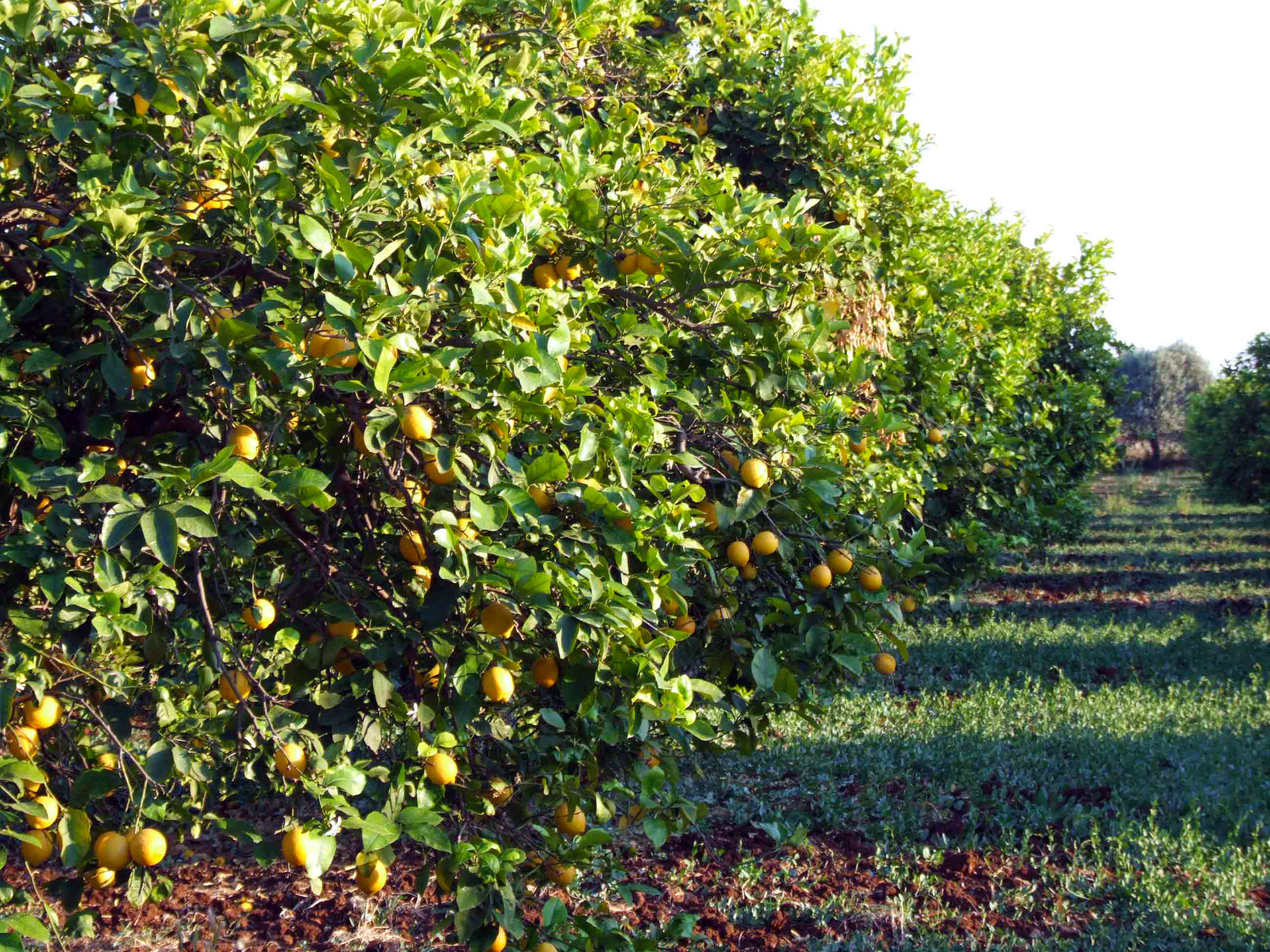 Il sogno di coltivare un albero di limone in casa. Possibile in vaso ma anche in piena terra. Le dritte per farlo