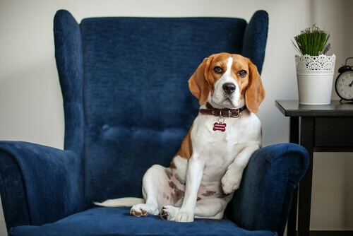 MI FIDO | I cani leggono le emozioni dai nostri volti?