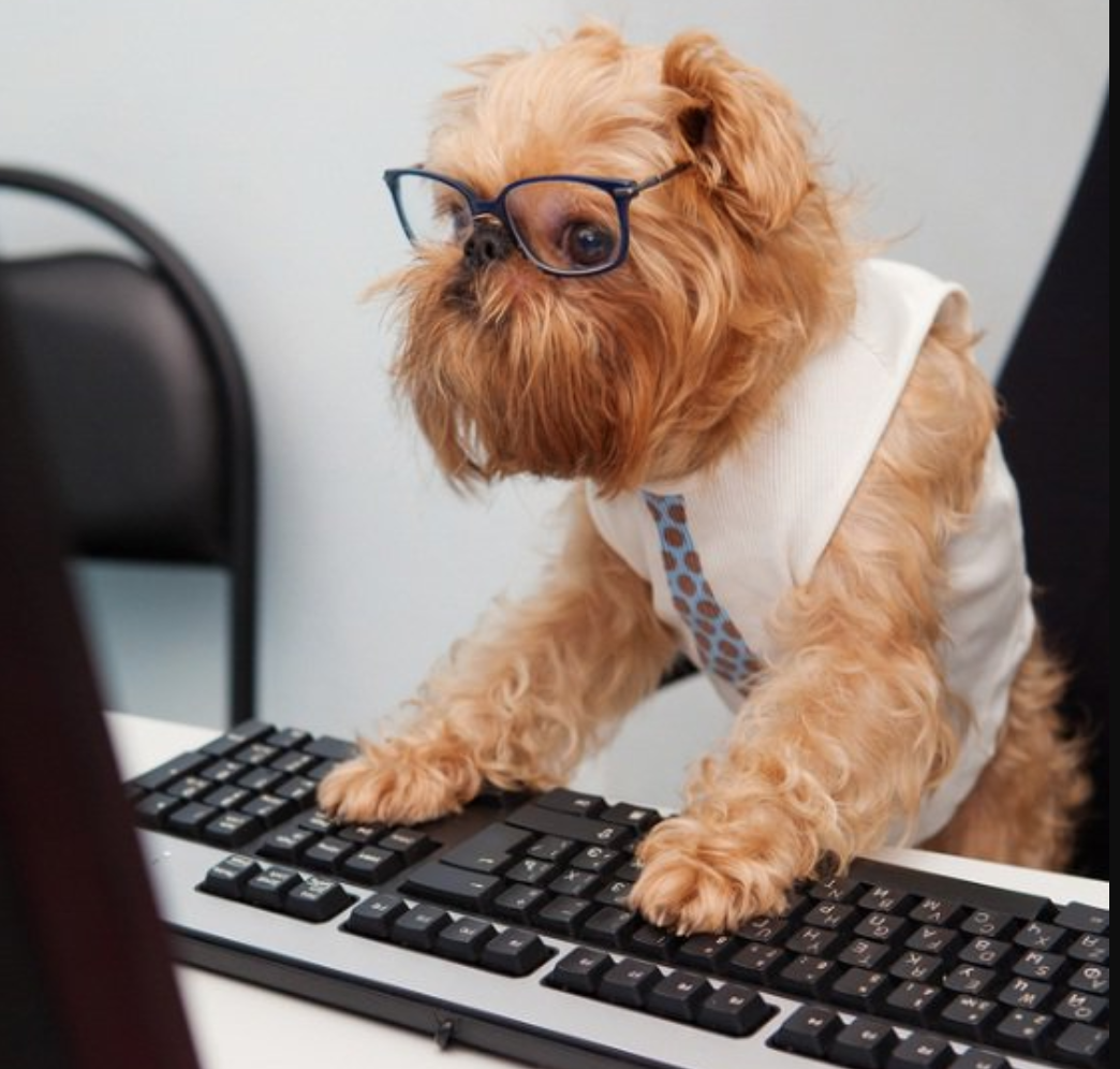 Corso gratuito per la gestione controllata del cane. Entro il 16 novembre le istanze