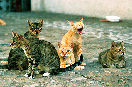 I gatti dell’Asp sono regolarmente censiti. Drago risponde alla Cisl