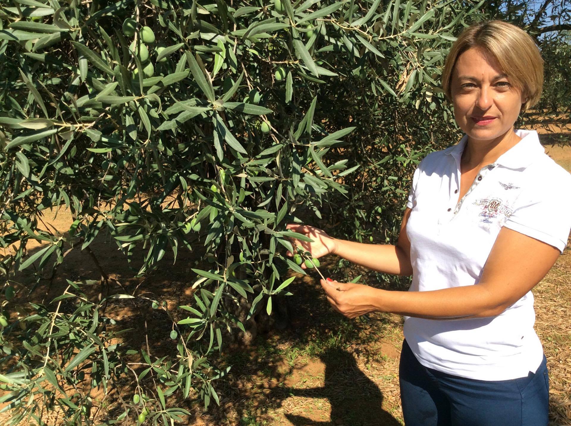 Annata nuova per la Carolea di Tenuta Bastonaca. Arriva l’olio nuovo