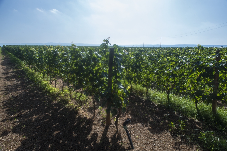 L’accordo del vino. Consorzi insieme per far sinergia