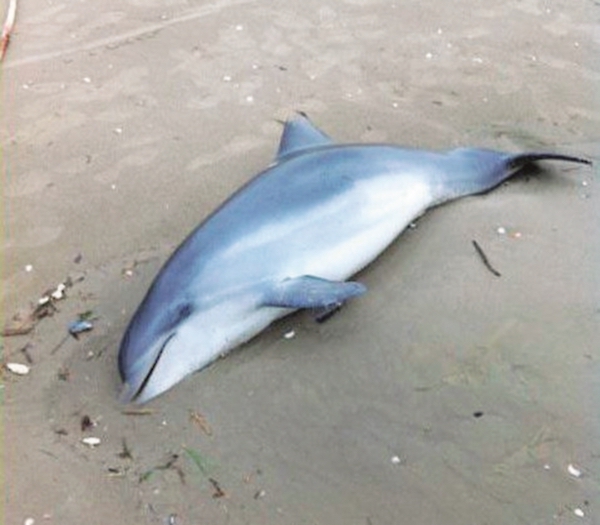 Ritrovato  a Playa Grande un delfino spiaggiato