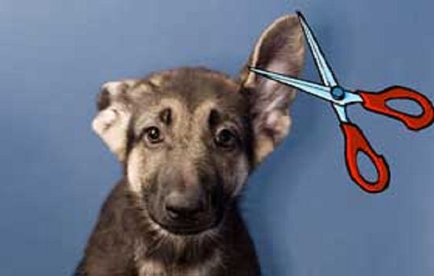 MI FIDO | Cani con orecchie amputate. Interventi vietati, cosa non è ancora ben chiaro?