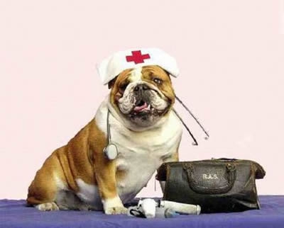 Esercizio abusivo della professione veterinaria. In vigore la modifica della norma