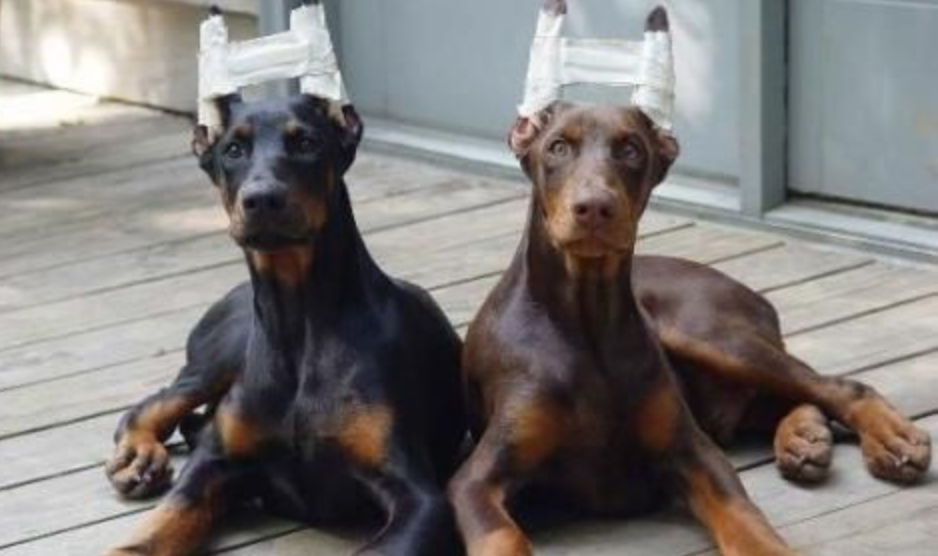 Ragusa: al canile sanitario sospesi temporaneamente i ricoveri di cuccioli e cani non vaccinati