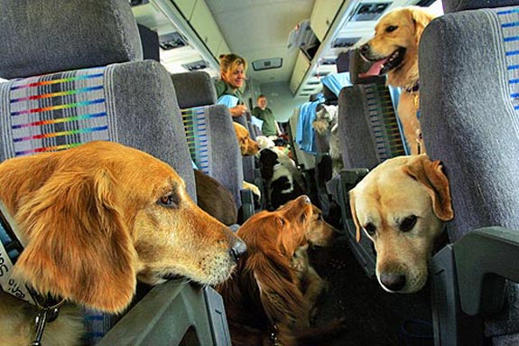 Fido in treno: boom di presenze per Trenitalia