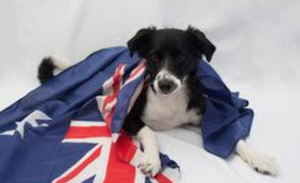 Cani in viaggio verso l’Australia. Chiarimenti