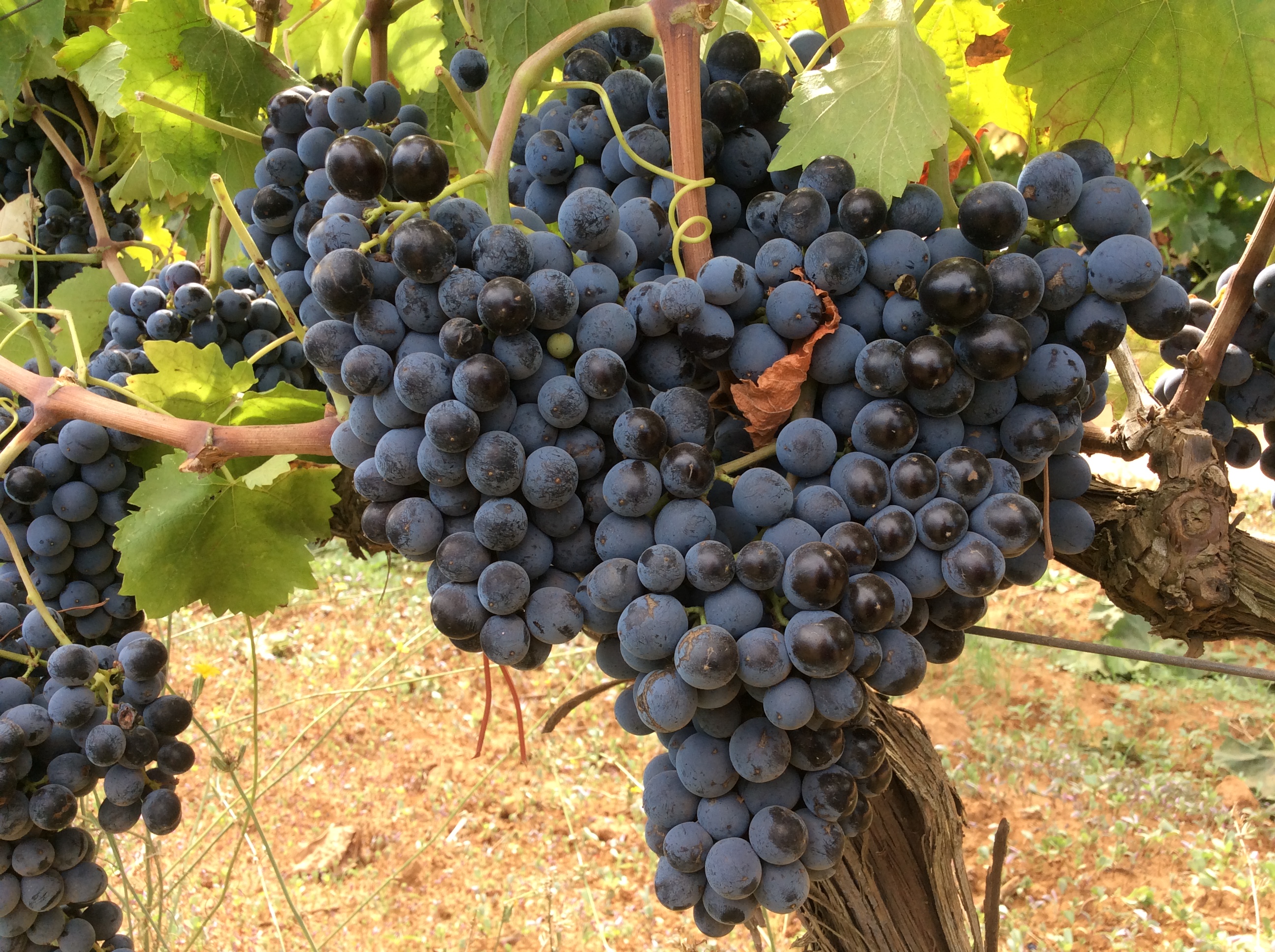 Giornate internazionali del Nero d’Avola