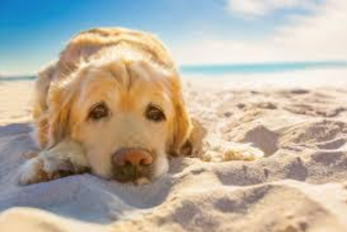 Divieto cani in spiaggia, ma sicuri che Fido voglia venire?
