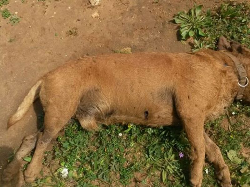 Cani trovati uccisi a Vittoria. Chiesti maggiori controlli