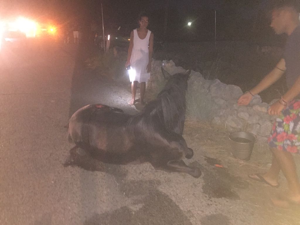 Abbattuto il cavallo rimasto coinvolto in un incidente stradale ieri sera a Modica