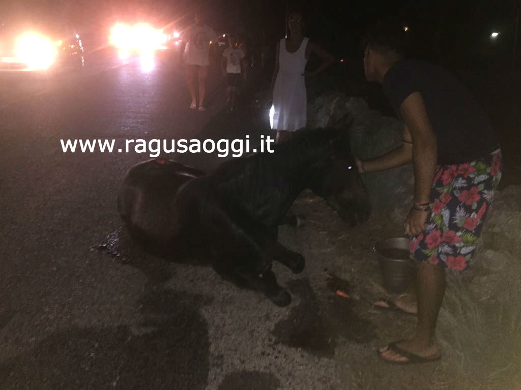Cavallo invade la strada, investito da automobile. Dovrà essere soppresso
