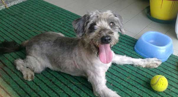 Tosare il cane in estate: luoghi comuni e falsi miti