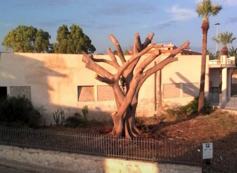 Ficus secolare “martoriato” da pesante potatura. La denuncia di Legambiente Pozzallo
