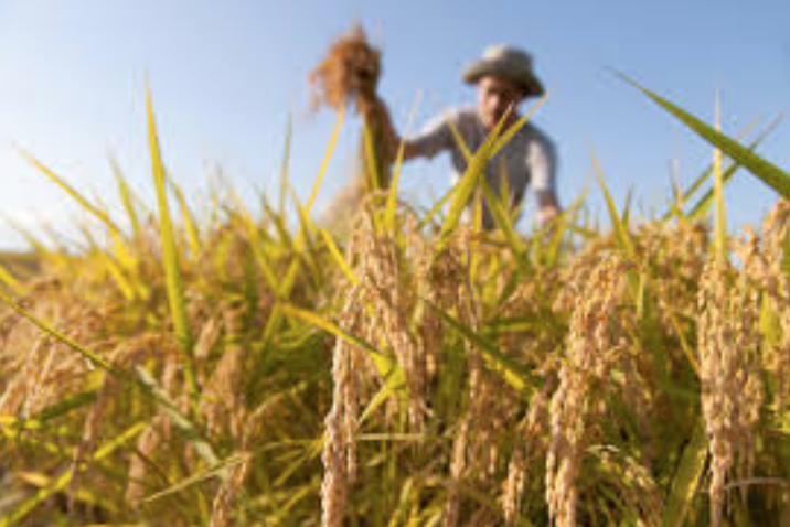 29 milioni di euro per gli agricoltori siciliani. Bandi pronti dalla Regione