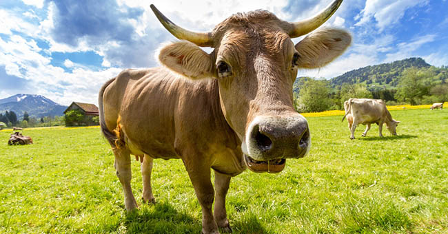 Mucca aggredisce allevatrice modicana che finisce in ospedale. Inattesa reazione violenta dell’animale