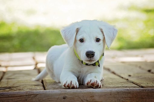Parte la campagna di sensibilizzazione per l’adozione dei cuccioli di cane a Ragusa