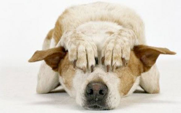 Ancora tagli…alle code di fido!