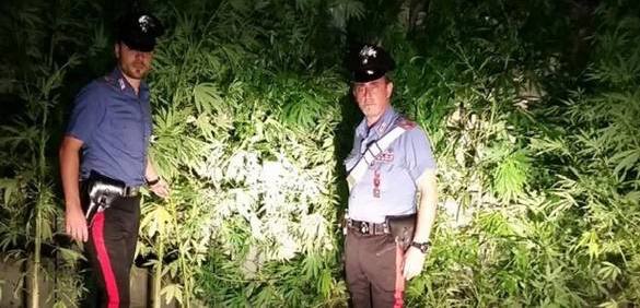 Arrestati 2 rumeni a Vittoria per piantagione di canapa