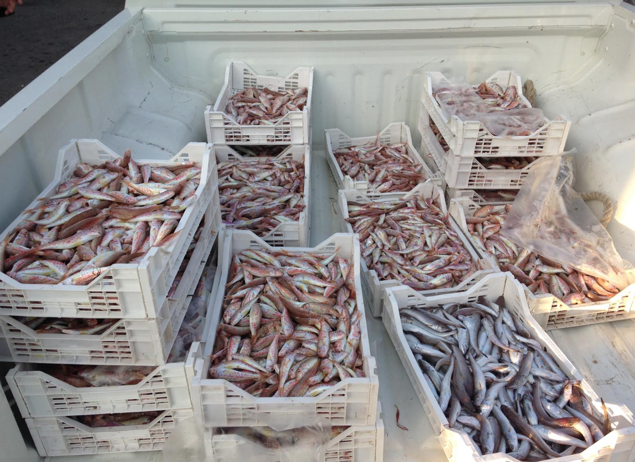 Mercato del pesce di Scoglitti, sequestrati 60 kg di prodotti ittici “sottomisura”