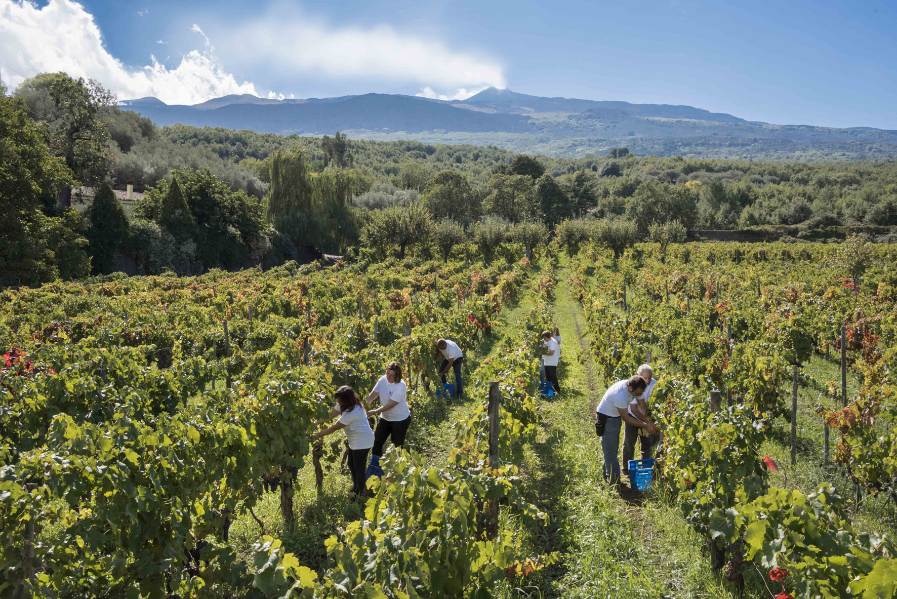Con Fragore sull’Etna: il vino icona di Donnafugata
